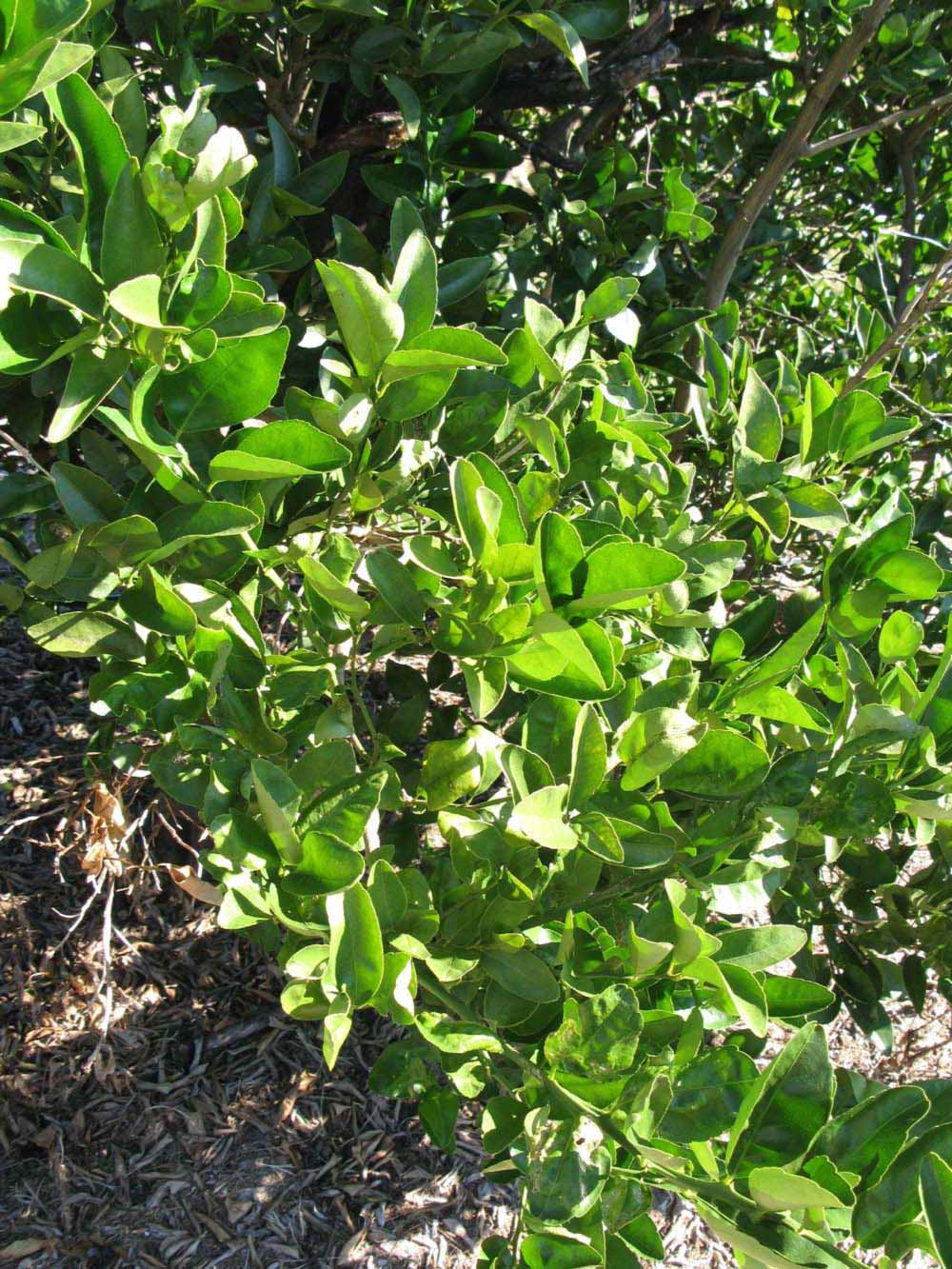              Sun leaves (Winter Haven, FL)       